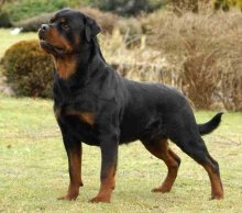 Rottweiler - caracteristici, descrierea rasei, câți câini trăiesc