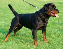 Rottweiler - caracteristici, descrierea rasei, câți câini trăiesc