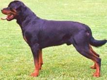 Rottweiler - caracteristici, descrierea rasei, câți câini trăiesc