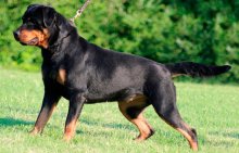 Rottweiler - caracteristici, descrierea rasei, câți câini trăiesc