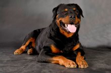 Rottweiler - caracteristici, descrierea rasei, câți câini trăiesc