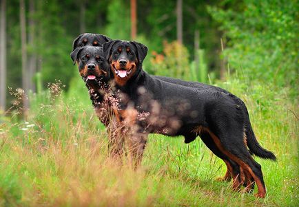 Rottweiler - caracteristici, descrierea rasei, câți câini trăiesc
