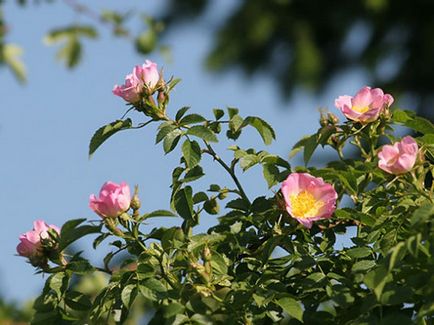 Роза і шипшина ~ любов, зцілення, удача, захист