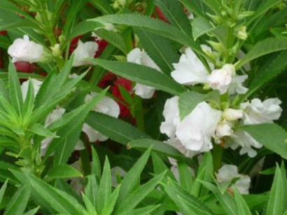 Balsam de grădină, plantare și creștere