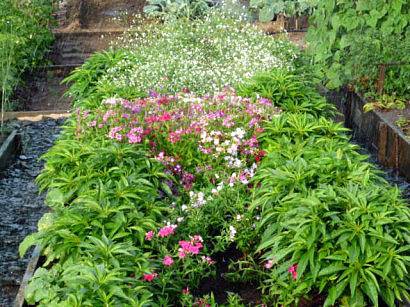 Balsam de grădină, plantare și creștere