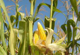 Секрети вирощування кукурудзи на дачі