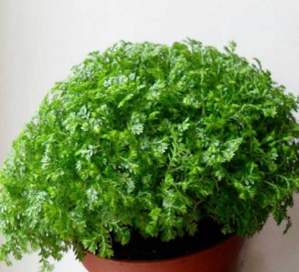 Selaginella (trandafirul Jericho, placenta, selaginella) de îngrijire la domiciliu