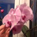 Selaginella (trandafirul Jericho, placenta, selaginella) de îngrijire la domiciliu