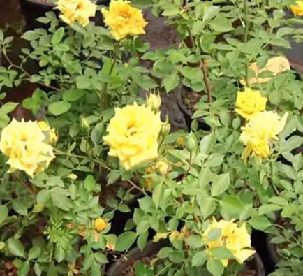 Селагинелла (ієрихонська троянда, плаунок, selaginella) догляд в домашніх умовах