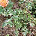 Селагинелла (ієрихонська троянда, плаунок, selaginella) догляд в домашніх умовах