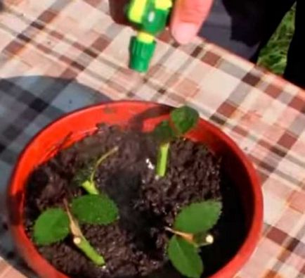 Selaginella (Rose Jerikó plaunok, Selaginella) ápolási otthon