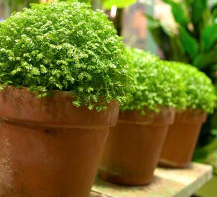 Selaginella (Rose Jerikó plaunok, Selaginella) ápolási otthon