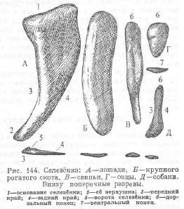 Calul sprancene - totul despre creșterea animalelor