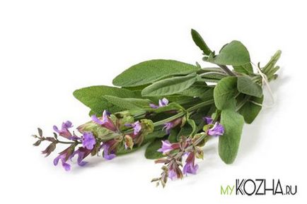 Salvia akne receptek főzetek, tinktúrák, maszkok, a tonik