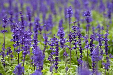 Salvia hasznos tulajdonságok, zsálya kezelés, ellenjavallatok