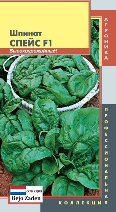 Шпинат сорти різних термінів дозрівання посадка і догляд