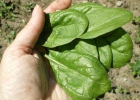 Шпинат, вирощування шпинату - будьте здорові