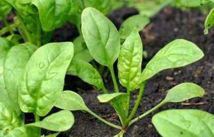 Шпинат, вирощування шпинату - будьте здорові