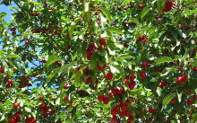 Штріфель сорт яблук - Штрейфлінг, осіннє смугасте опис, посадка і догляд, відгуки та фото