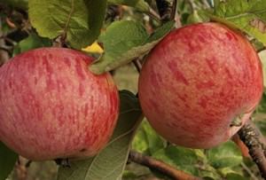 Штріфель сорт яблук - Штрейфлінг, осіннє смугасте опис, посадка і догляд, відгуки та фото