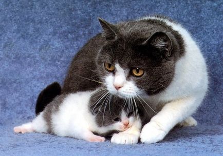 Simptomele sarcinii unei pisici - sarcina unui simptom de pisica - reproducere