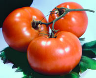 Tomato semnitor - ochiul portalului informațional-analitic al planetei