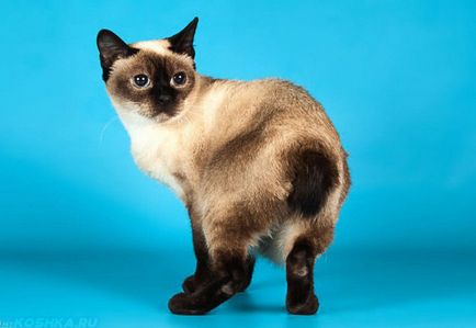 Скіф-тай-дон-фото кішки, характер породи, опис, відео