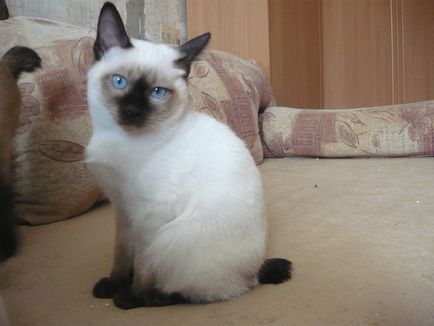 Скіф-тай-дон-фото кішки, характер породи, опис, відео