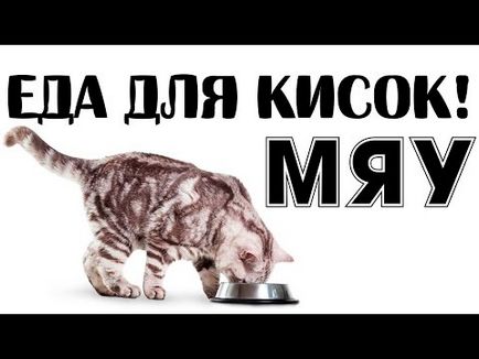 Скільки разів на день потрібно годувати кішку і кота