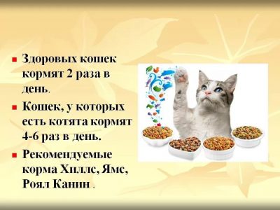 Скільки разів на день потрібно годувати кішку і кота