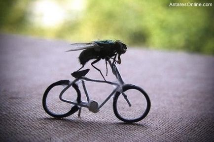 Скільки живе муха