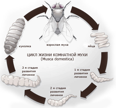 Скільки живе муха звичайна і муха дрозофіла