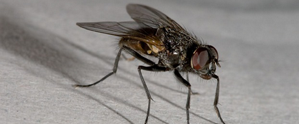 Скільки живе муха звичайна і муха дрозофіла