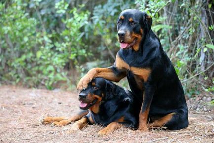 Câte Rottweiler are această opinie inele și prețuri