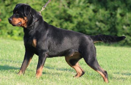 Câte Rottweiler are această opinie inele și prețuri