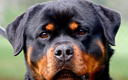 Câte Rottweiler are această opinie inele și prețuri