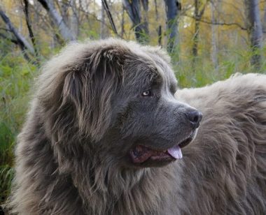 Собака ньюфаундленд опис породи, догляд і здоров'я, фото