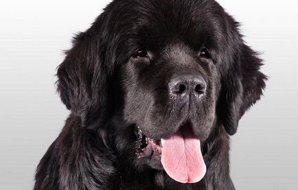 Собака ньюфаундленд опис породи, догляд і здоров'я, фото