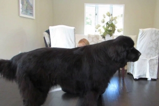 Dog Newfoundland descriere rasa, îngrijire și sănătate, fotografie