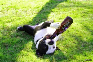 Собака п'є пиво
