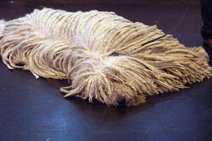 Dog-mop caracter, grija, pret