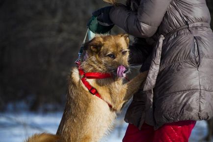 Dog Terry caută o casă