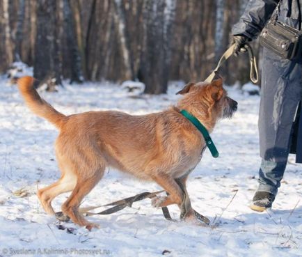 Dog Terry caută o casă