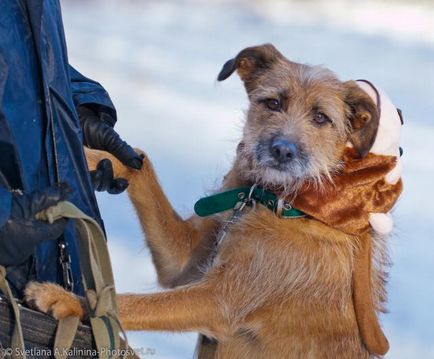 Dog Terry caută o casă