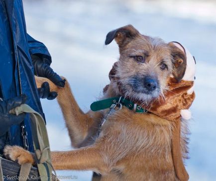 Dog Terry caută o casă