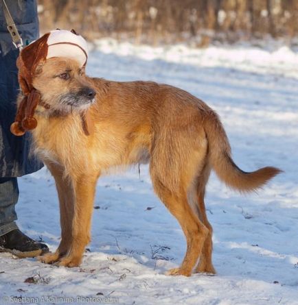 Dog Terry caută o casă