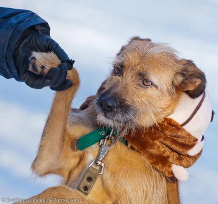 Dog Terry caută o casă