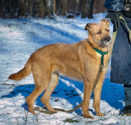 Dog Terry caută o casă