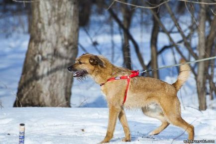 Dog Terry caută o casă