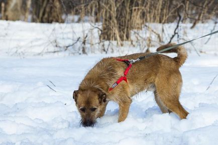 Dog Terry caută o casă